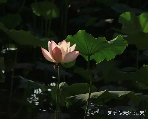 大唐芙蓉园里面的荷花