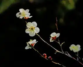 再拍花花世界,祝天下女性节日快乐