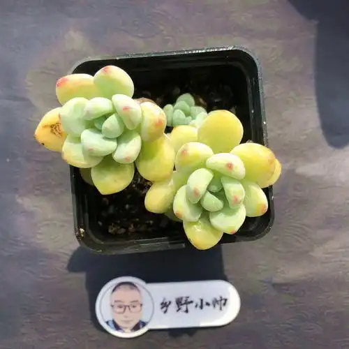 分享夏季多肉,萌萌的超可爱,有喜欢的吗