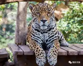 太行山中野生金钱豹频繁出镜野生动物种群数量增加