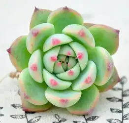 多肉植物移盆小技巧