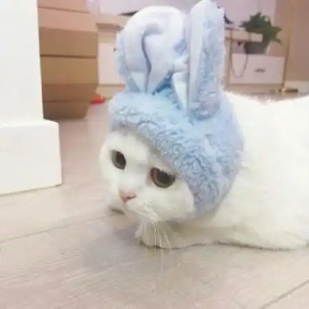 情侣头像搞笑逗比两张,不是人的宠物的真人的都有