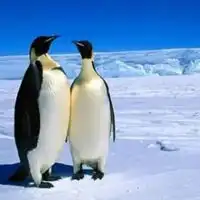 南极微信头像唯美南极洲头像