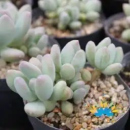 多肉植物三日月美人