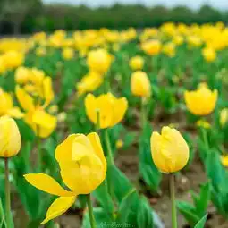 2018苏州中国花卉植物园门票,苏州苏州中国花卉植物园游玩攻略,苏州中国花卉植物园游览攻略路线地址门票价格