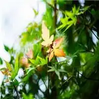 徽信头像直物微信头像图片大全