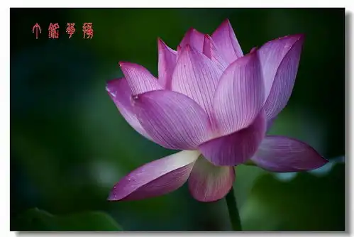 夏日炎炎,旗袍美女荷你相约铅山天柱山消夏避暑