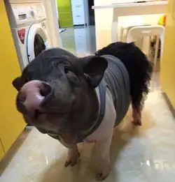 女子与猪同床4年盘点奇葩宠物你能接受哪些