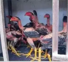 黄页88高清图片