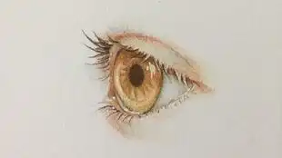三宝画室素描眼睛结构教程