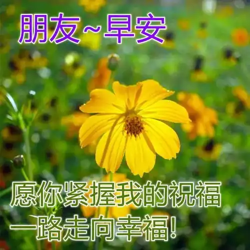 珍惜当下生活的唯美句子,早安心语很治愈的文案