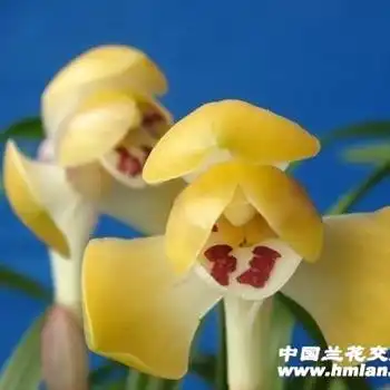 富贵之光引种苗带1花苞1大芽