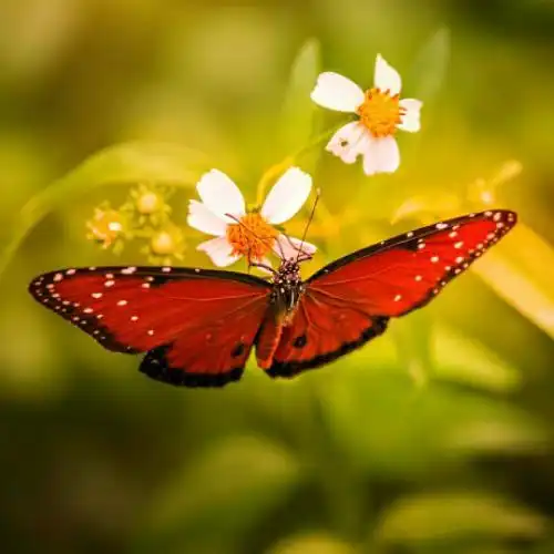 微信蝴蝶头像,优雅的红色蝴蝶图片