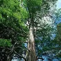 唯美好看柏树微信头像图片微信头像图片大全