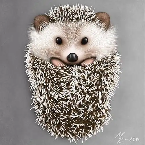 小刺猬毕蒂的户外探险