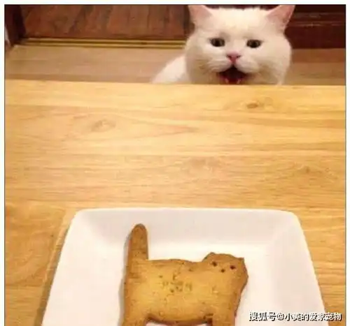 女子给猫咪烤了一个饼干,它走过来一看,被吓坏了