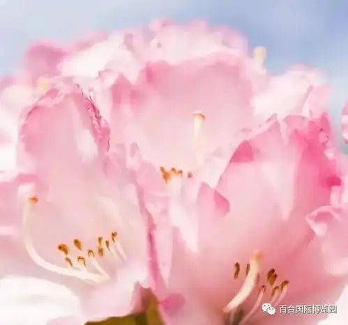 女神节去江油爱情谷赏花踏春,我把醉美的百合送给你