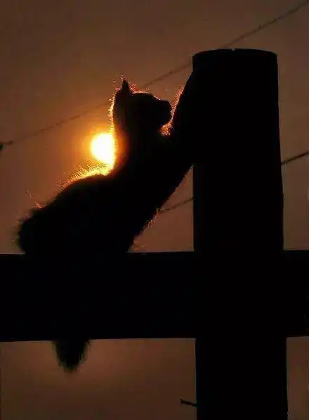 夕阳下的猫咪剪影这也太美了吧