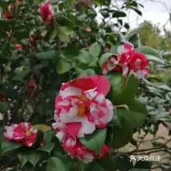 电话,地址,价格,营业时间深圳周边游