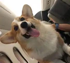 晒豪车晒豪表,王思聪从来不晒这些,看看人家如何炫富