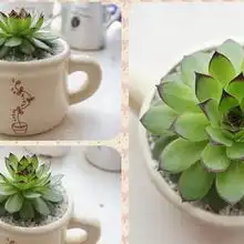 怦然心动的多肉植物做一个温婉的女子