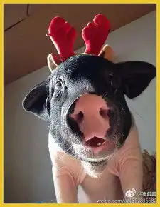 宠物猪,好惨一动物