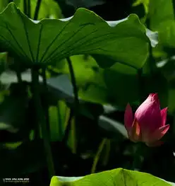 大唐芙蓉园赏荷专辑阳光晚霞