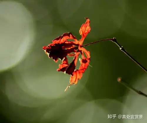 有哪些适合做微信头像的风景或静物图片
