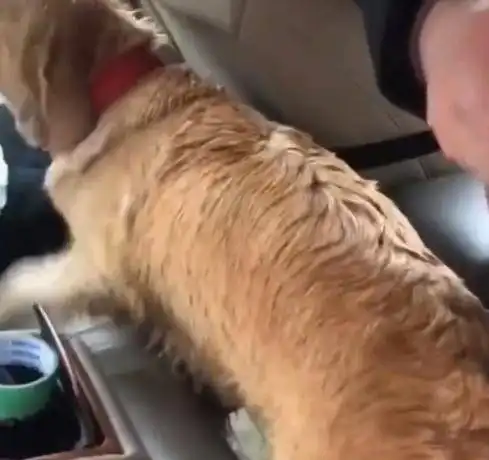 湖南女子走亲戚偶遇走失一年的宠物狗,随后主人的反应让人破防