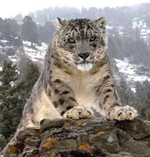 摄影师头像女性的猛兽