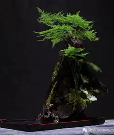 植一盆禅意苔藓盆栽