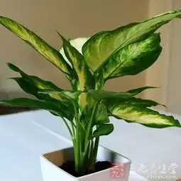 5种植物最能吸毒气
