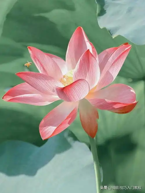 夏天怎么拍好荷花图片赞爆朋友圈的荷花拍照技巧,好看又高级