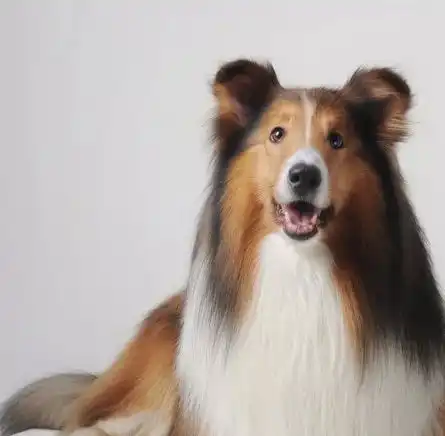 近一个月的流浪狗无人领走,宠物店女孩饲养一月,原主人上门领狗