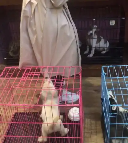 美女逛宠物店,小拉不拉多的出现,改变了美女所有的想法