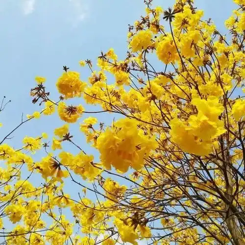 美爆东莞最强赏花地图来了重回27,正是游玩好时机