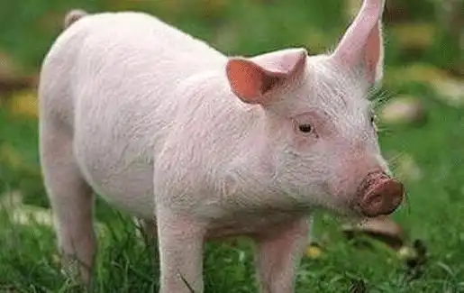 哪些季节出生的属猪人,天生好运多,气场旺,名利双收,家庭安康