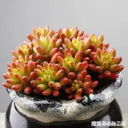 多肉植物记如虹如玉的肉美人虹之玉