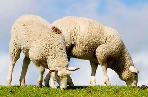 十羊九不全揭秘79年生肖羊的毕生寿命,过了41岁后什么命