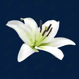 射手座头像霸气冷酷女生