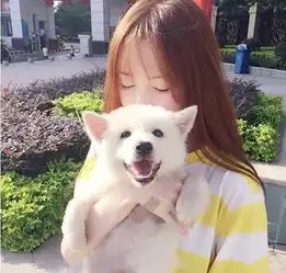 汪小贱与蒂诺为您的宠物量身订造