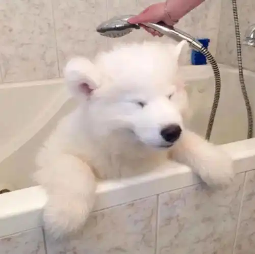 萌宠头像背景图听说你喜欢海所以我一直浪