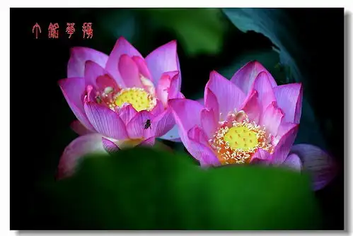 夏日炎炎,旗袍美女荷你相约铅山天柱山消夏避暑