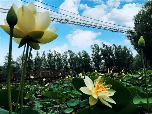 荷花绽放湿地,荷莲争艳模式悄然开启