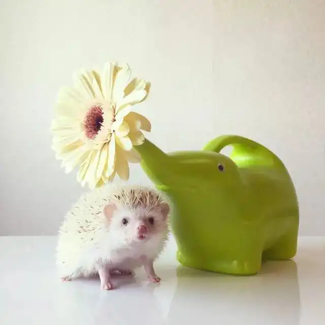 外表坚强内心柔软的小刺猬,自带卖萌属性简直太治愈了