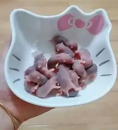 女子将刚出生的小鼠崽放碗里,拍照上传朋友圈,手机顿时狂震
