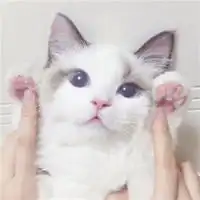 超萌猫咪头像高清无水印微信头像图片大全