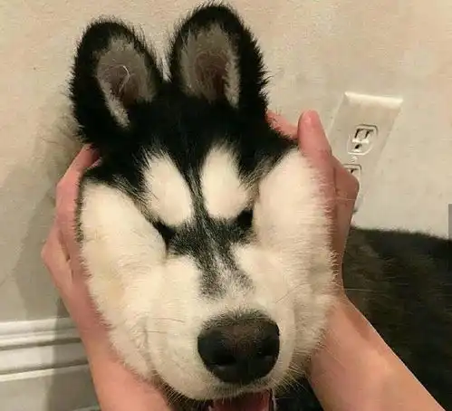 试试把汪星人的脸捏起来,二的萌翻你,哈哈