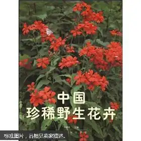 最新上架飞龙书店888孔夫子旧书网