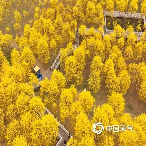 广西南宁黄花风铃木盛开航拍视角看惊艳花海
